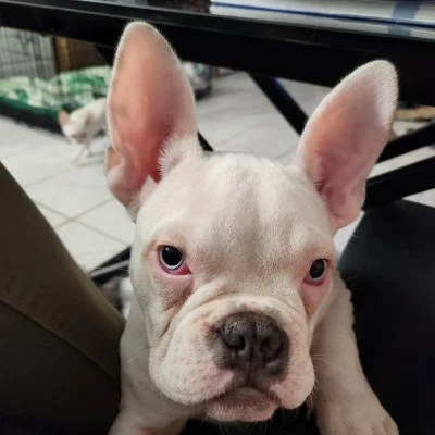 Family BG Dog Bidoux la Bulldozer - American Bully
