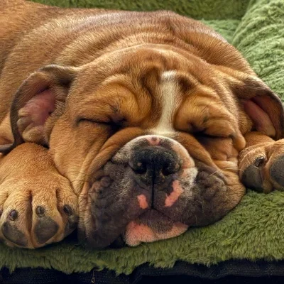 Baby  - New English Bulldog FBKC