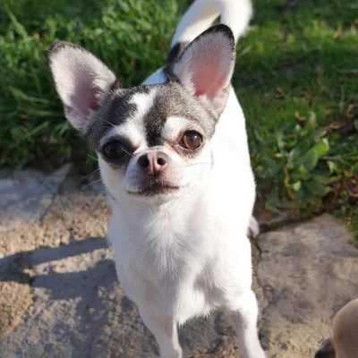 Takara-Tamaris Lorancy - Chihuahua