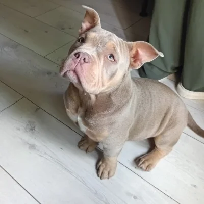Goliath Du Mont Arès - American Bully