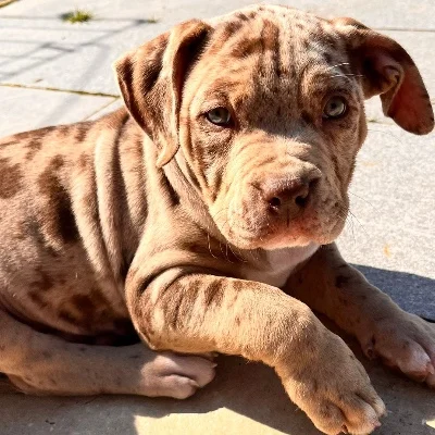 The Macaw Family Kennel Hera  - American Bully