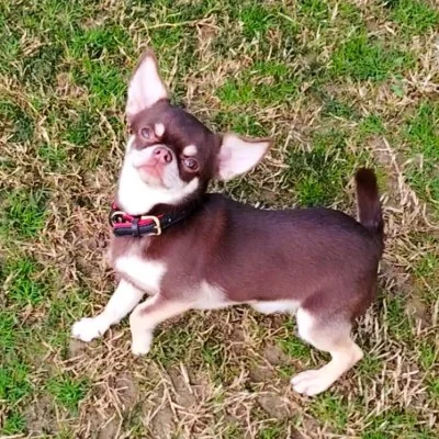 Vinnipoh Des Minis Lutins Mexicains - Chihuahua