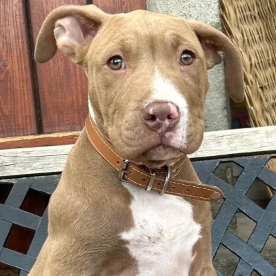 Baloo - American Bully