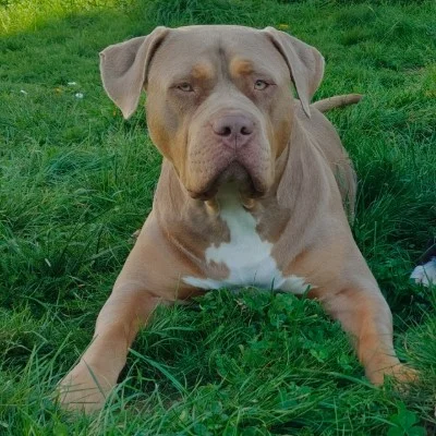 EARL de Lochy  Caïpi  - American Bully