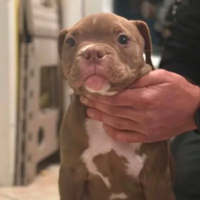 Rio Borges de la Vallée des Diamants   - American Bully