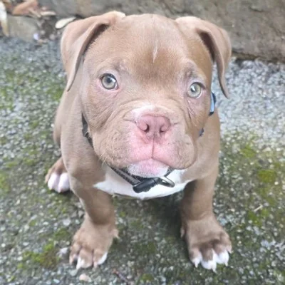 Rio Borges de la Vallée des Diamants   - American Bully