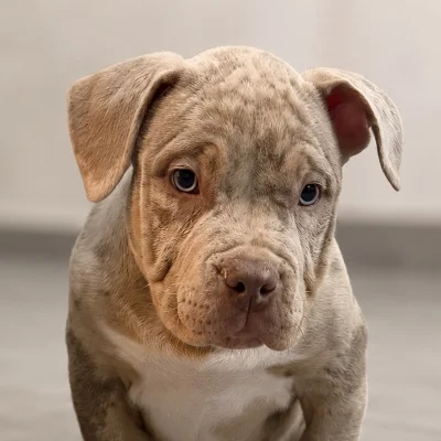 Bombaa Bully’s Skittels  - American Bully