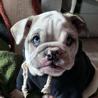 Josiane Balasko dit Bloom De La Butte de Goliath - Bouledogue anglais