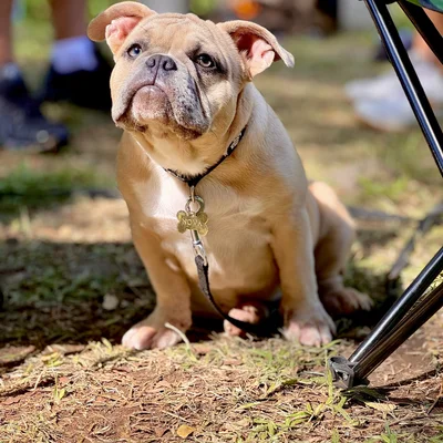 Island Bullies Kennel Nova - American Bully