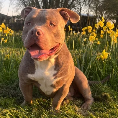 Grizzly - American Bully