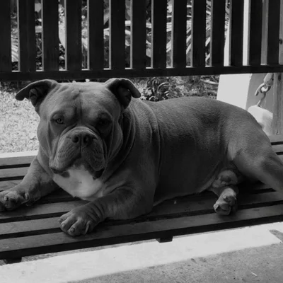 Ghost - American Bully
