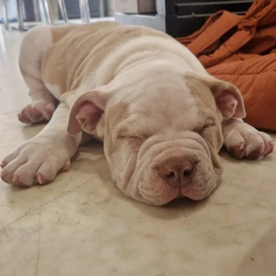 Bounty - American Bully