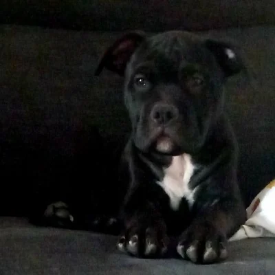 Blackpearl **PET HOME** - American Bully
