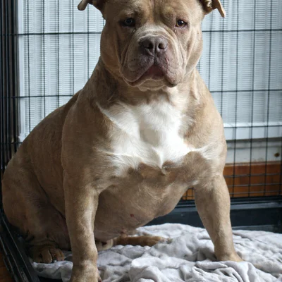 Zaïna Gypsy Bully - American Bully
