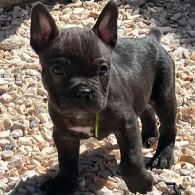 Billy - American Bully