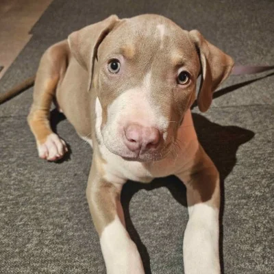 Légion Bully 54 Jigsaw - American Bully