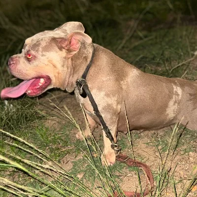 Paloma BullyWerl G34 - American Bully