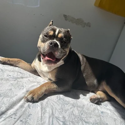 Restyl Bully Crew Cali - American Bully