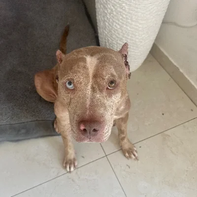 Kira - American Bully
