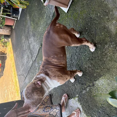 Villa du Paradis Aiko - American Bully