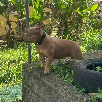 Kisbully Lovely  - American Bully