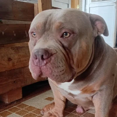 Alone  - American Bully