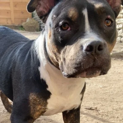 Akira of Furioza Bull - American Bully