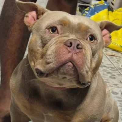 Jack - American Bully