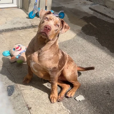 NBK Zaya - American Bully
