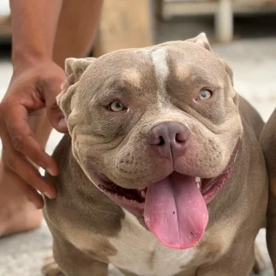 Koda - American Bully
