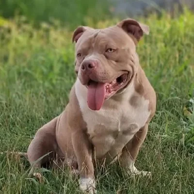 Siou Prod Arkan - American Bully