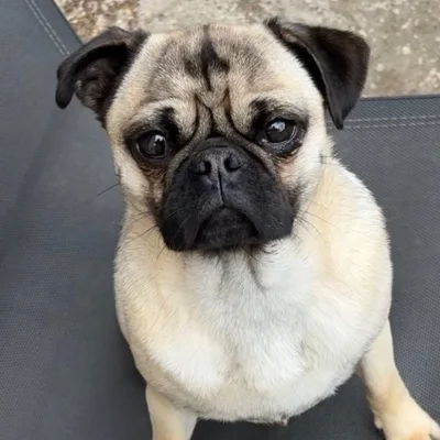 Vador Des Mille et un Pug - Carlin