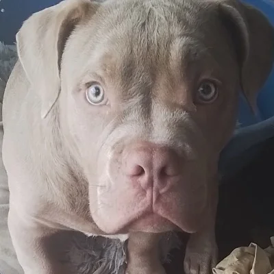 Dogbully59 Guizmo - American Bully