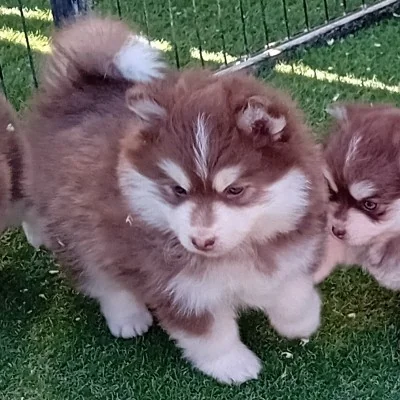 Betsy For Ever (F3) - Pomsky