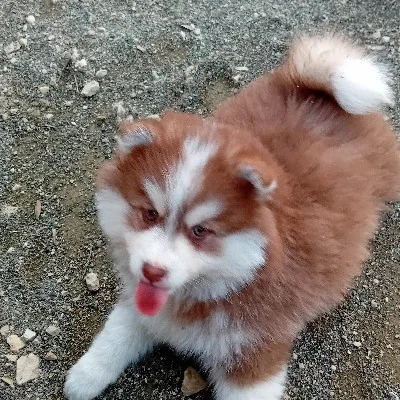 Baileys For Ever (F3) - Pomsky