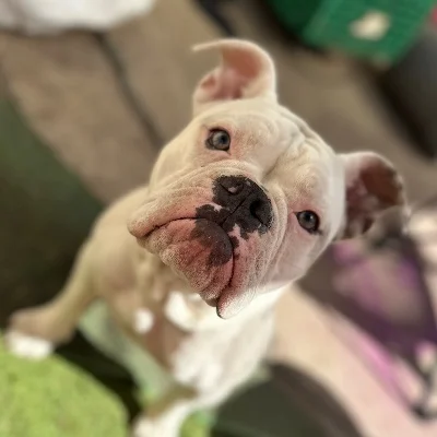 Aphrodite Sainte Rose du Christ - New English Bulldog