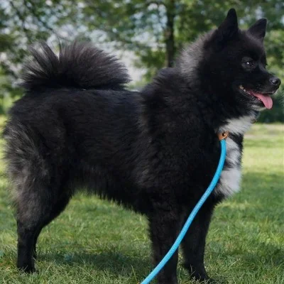 Skyla (F1) - Pomsky