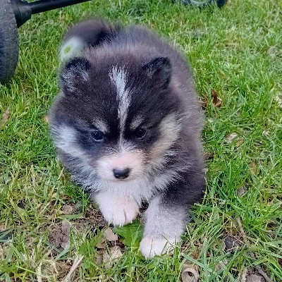 Bali For Ever (F2) - Pomsky