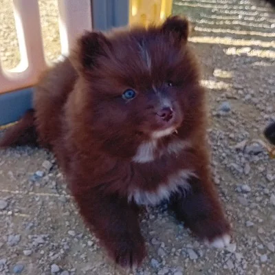Kouma For Ever (F2) - Pomsky