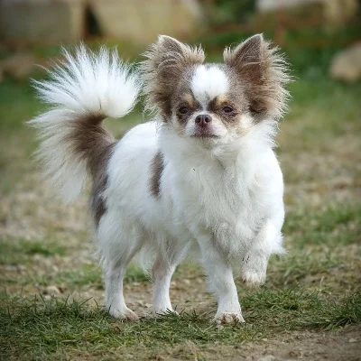 Fleur des Petits Loustics - Chihuahua