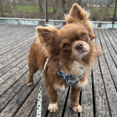 Vogue des Pattounes Douces - Chihuahua