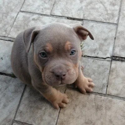 Bigbaglaviederoi Buck - American Bully
