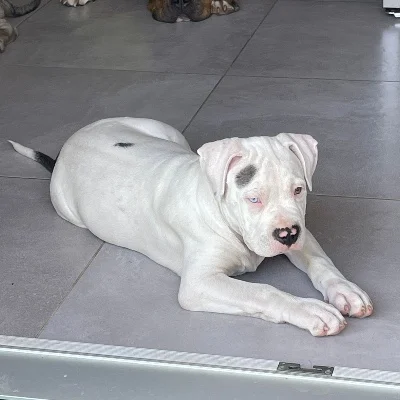 Snow - American Bully