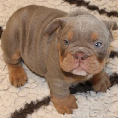 English British Family Hugo  - New English Bulldog
