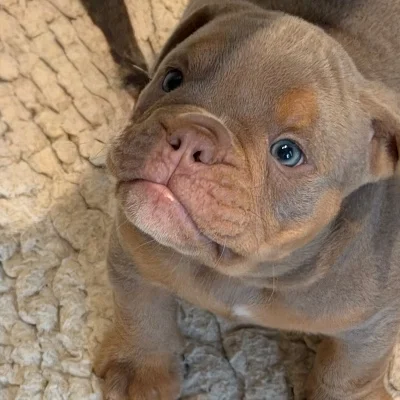English British Family César  - New English Bulldog