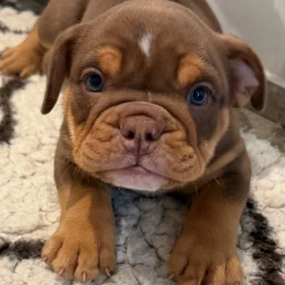 English British Family Billy  - New English Bulldog