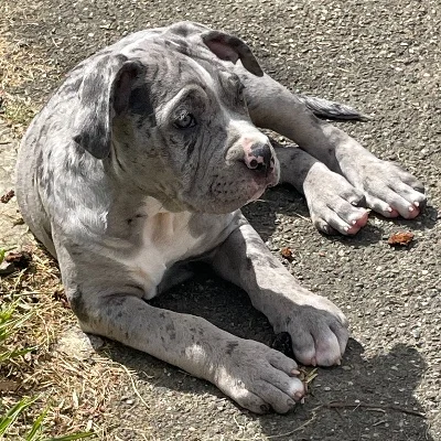 Loa  - American Bully