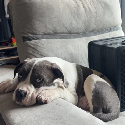 Billy - American Bully