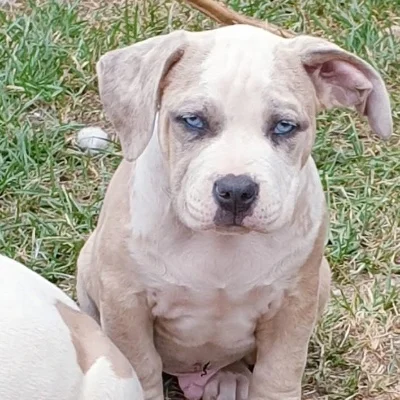 Royaume D'Kera Spykee - American Bully