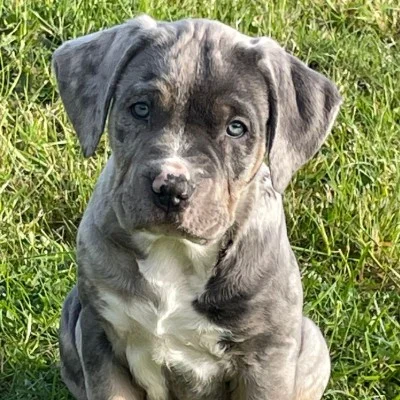 Zina - American Bully